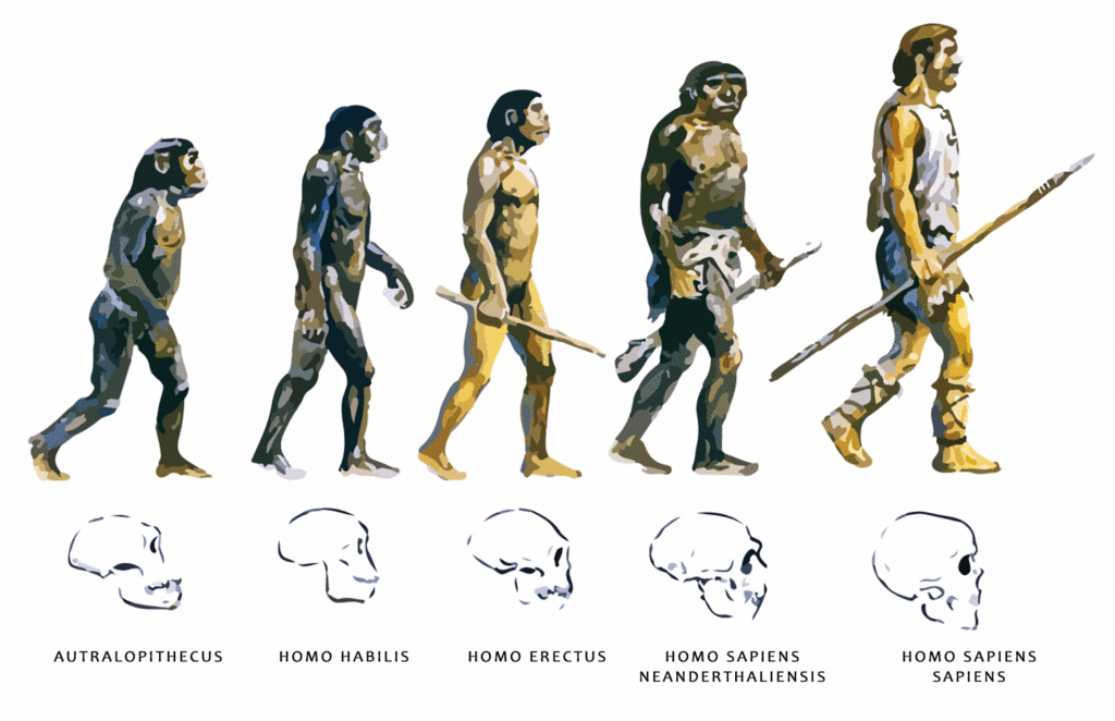 Evolución H.