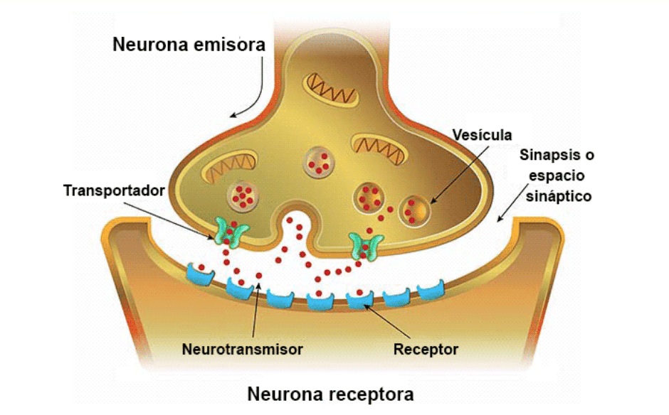 Neurotransmisores Y Receptor