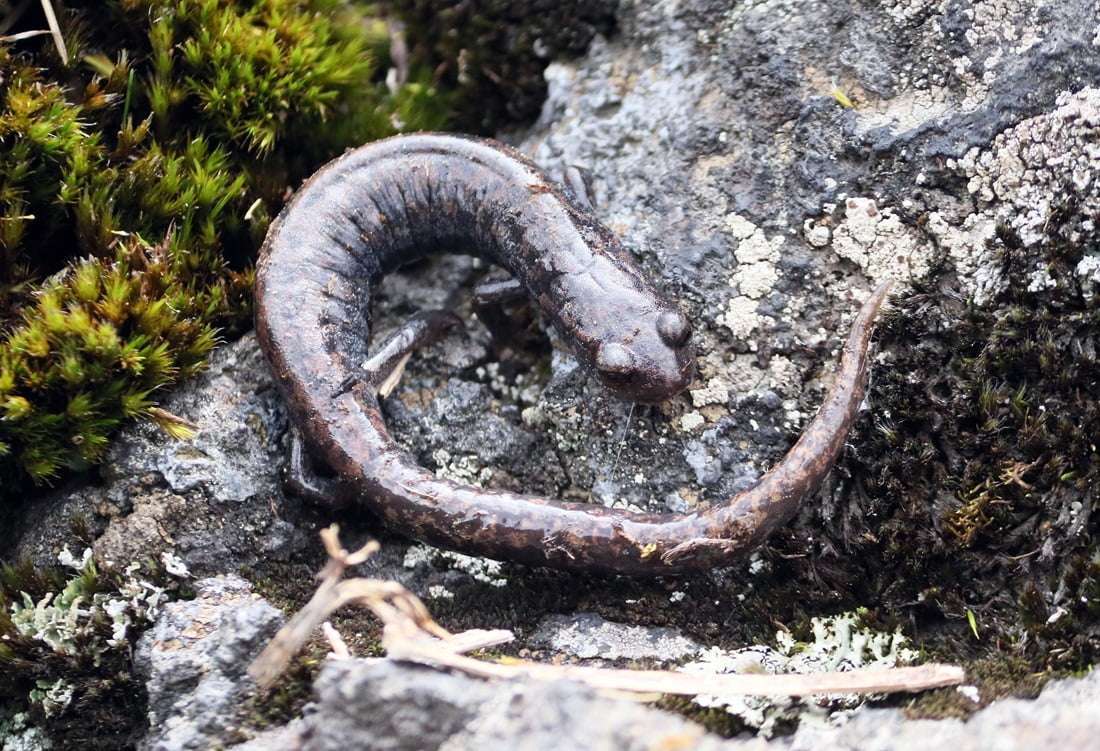 La Fauna En El Volcán Inactivo Chichinautzin Incluye Algunas Especies De Anfibios Ambystomas. Imagen Tomada La Tarde De Ayer.